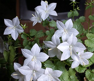 Комнатный цветок невеста: выращивание и уход