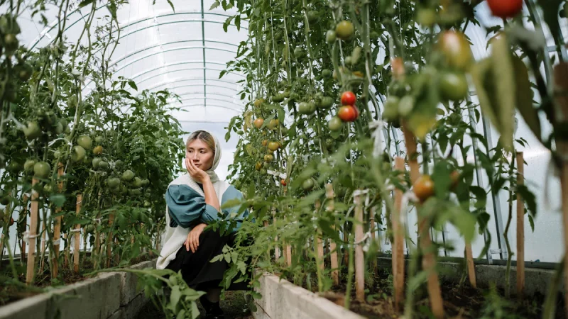 Круглогодичное выращивание овощей: секреты успеха