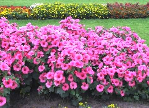 Лаватера: посадка и уход