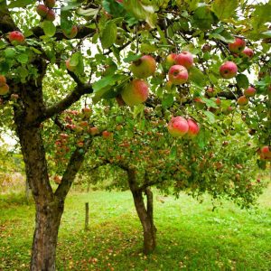 Лучшие плодовые деревья и кустарники для вашей дачи