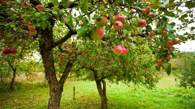 Лучшие плодовые деревья и кустарники для вашей дачи