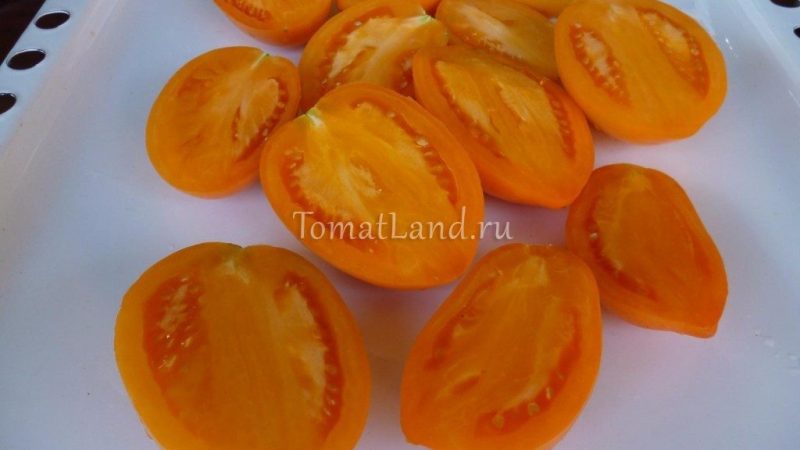 Лучшие районированные сорта овощей для Кемеровской области