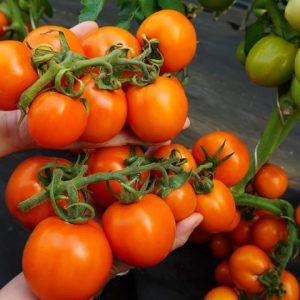 Лучшие сорта овощей для Сибири: советы и рекомендации по выращиванию