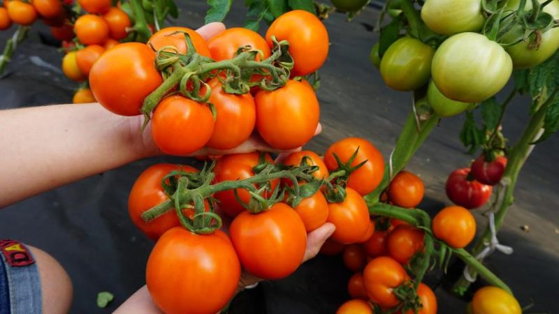 Лучшие сорта овощей для Сибири: советы и рекомендации по выращиванию