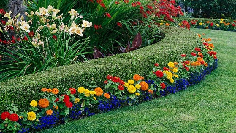 Многолетние цветы: выращивание и уход