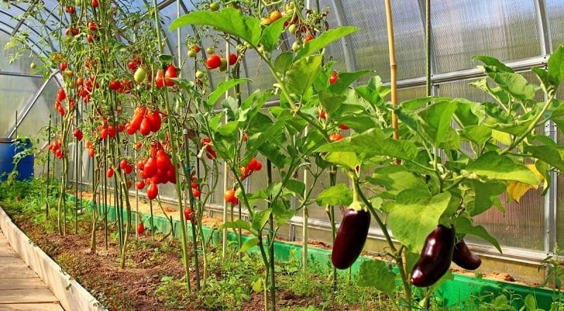 Можно ли выращивать все овощи в одной теплице