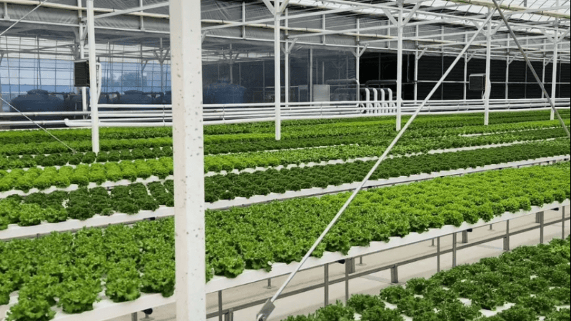 Оборудование для гидропоники: полное руководство по выбору и использованию