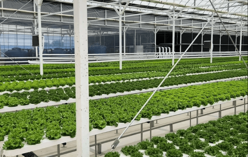 Оборудование для гидропоники: полное руководство по выбору и использованию