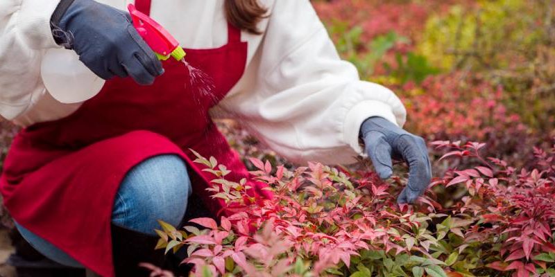 Обработка деревьев и кустарников на даче весной: полное руководство
