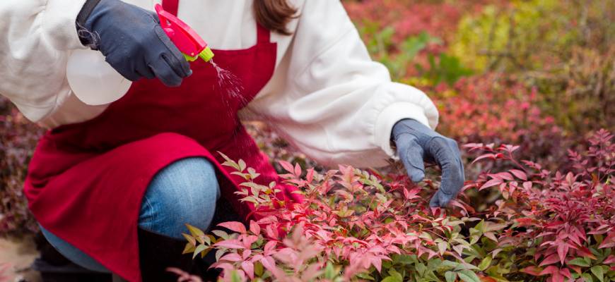 Обработка деревьев и кустарников на даче весной: полное руководство