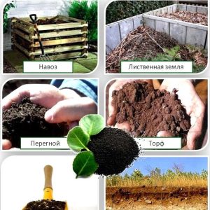 Органические удобрения: преимущества и виды