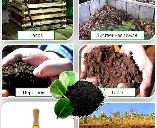 Органические удобрения: преимущества и виды