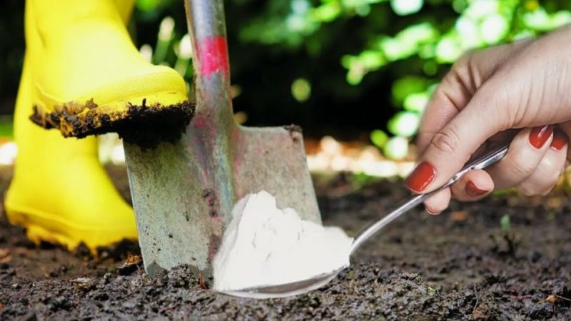 Осеннее внесение удобрений: ключ к богатому урожаю