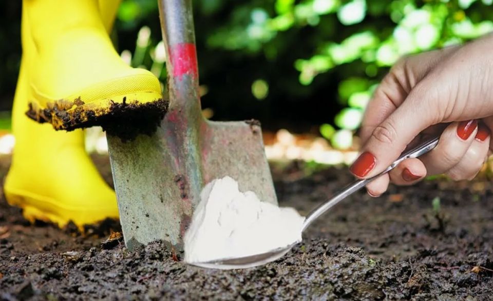 Осеннее внесение удобрений: ключ к богатому урожаю