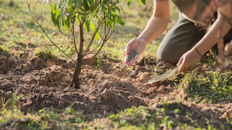 Осенняя подкормка почвы: зачем, когда и какие удобрения вносить