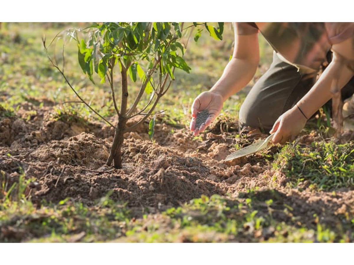 Осенняя подкормка почвы: зачем, когда и какие удобрения вносить