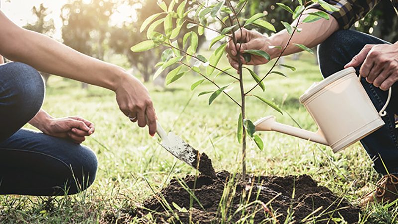 Осенняя посадка кустарников и деревьев