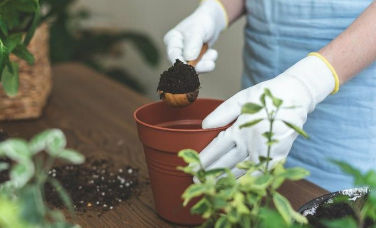 Пересадка комнатных растений в августе 2017: подробное руководство