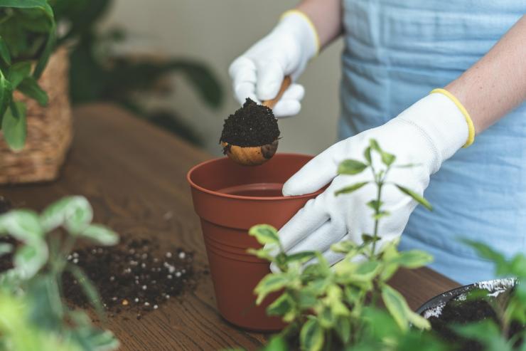 Пересадка комнатных растений в августе 2017: подробное руководство