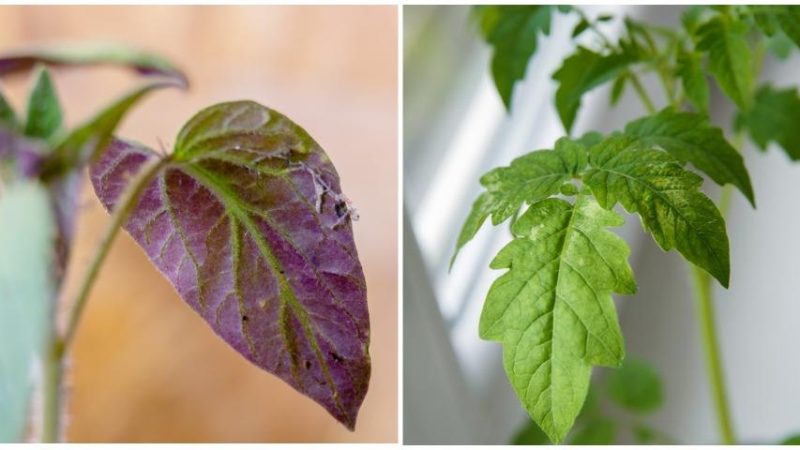 Почему краснеют листья у комнатных растений