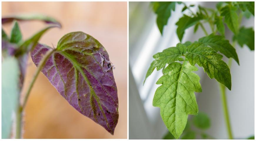 Почему краснеют листья у комнатных растений