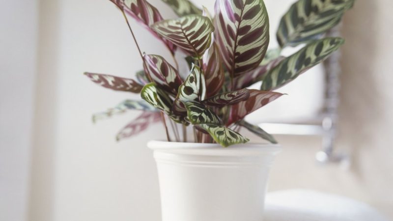 Почему не растут комнатные растения: основные причины и способы решения