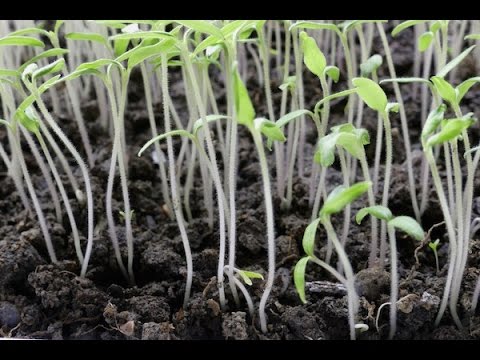 Почему вытягивается рассада и как это предотвратить