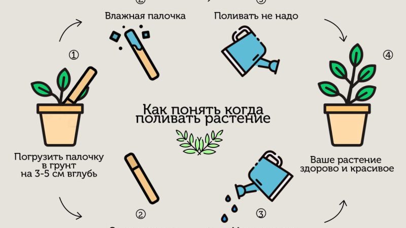 Полив комнатных растений: полное руководство