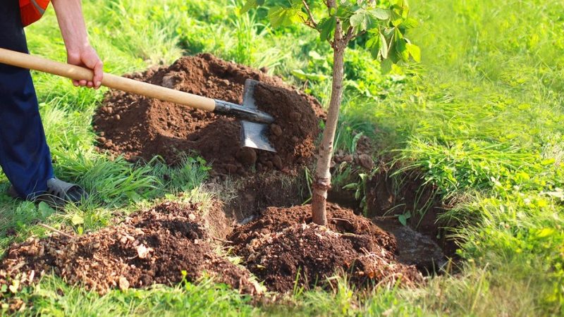 Посадка деревьев и кустарников на дачном участке: подробное руководство
