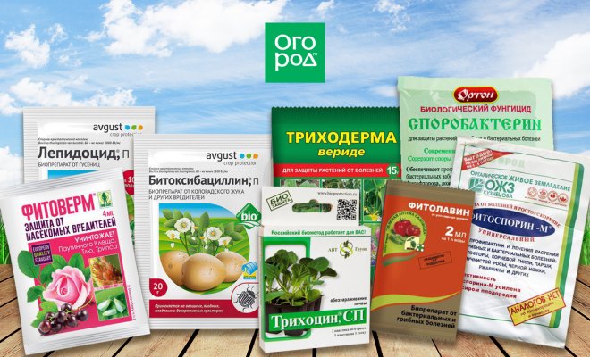 Препараты от болезней на растениях: виды, диагностика и применение