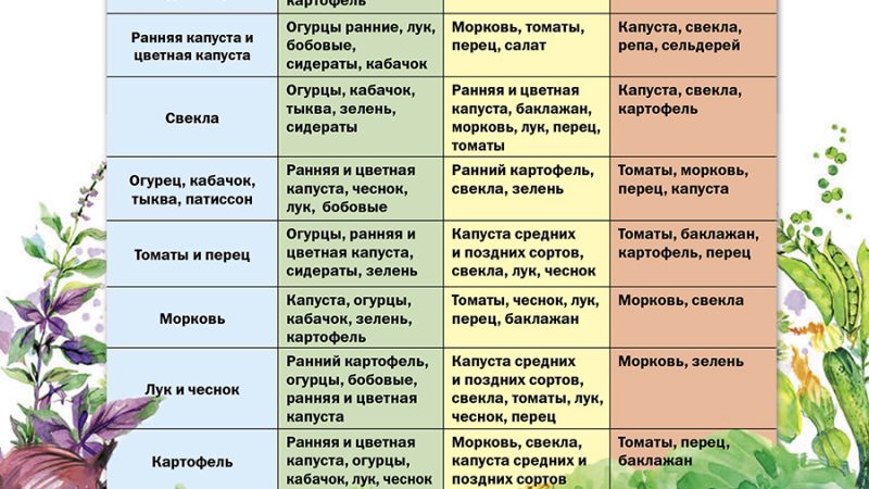 Ранние и поздние сорта овощей: особенности выращивания