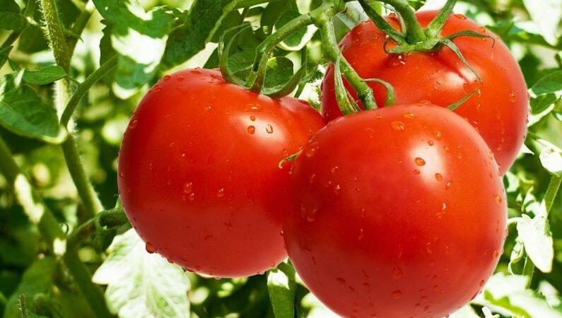 Ранние сорта овощей: преимущества и особенности выращивания