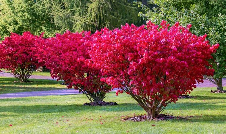 Растения для дачи: выбираем лучшие деревья и кустарники