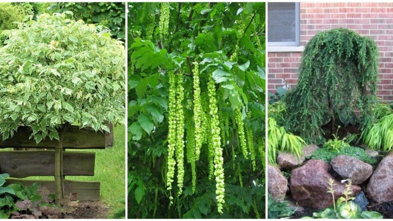 Растения для дачного участка с высоким уровнем грунтовых вод