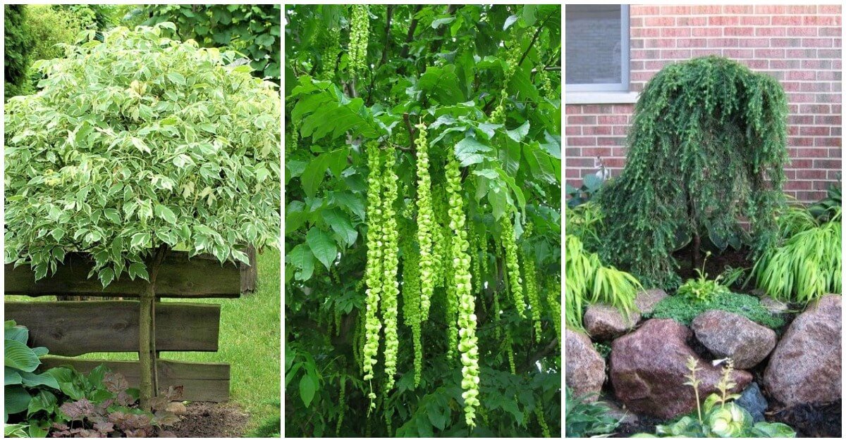 Растения для дачного участка с высоким уровнем грунтовых вод