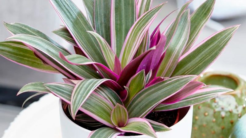 Рео: уход в домашних условиях