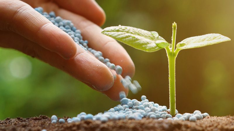 Роль минеральных удобрений в современном сельском хозяйстве