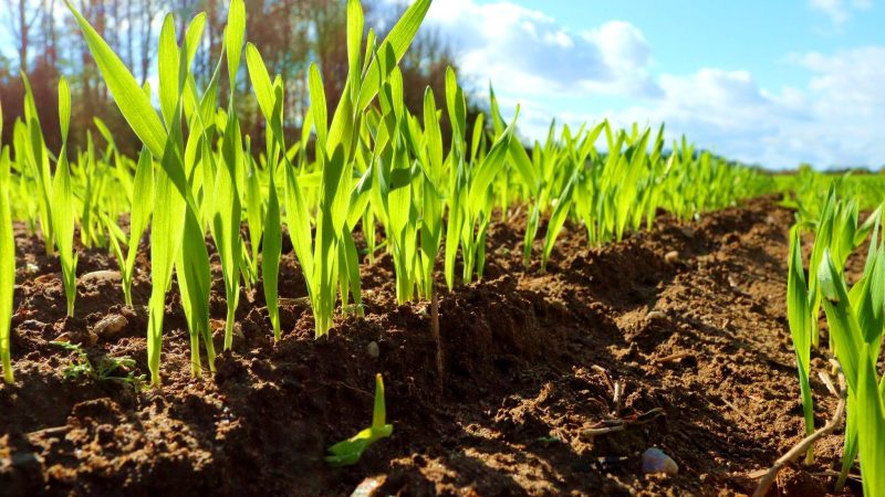 Рожь как сидерат осенью: подготовка почвы к богатому урожаю