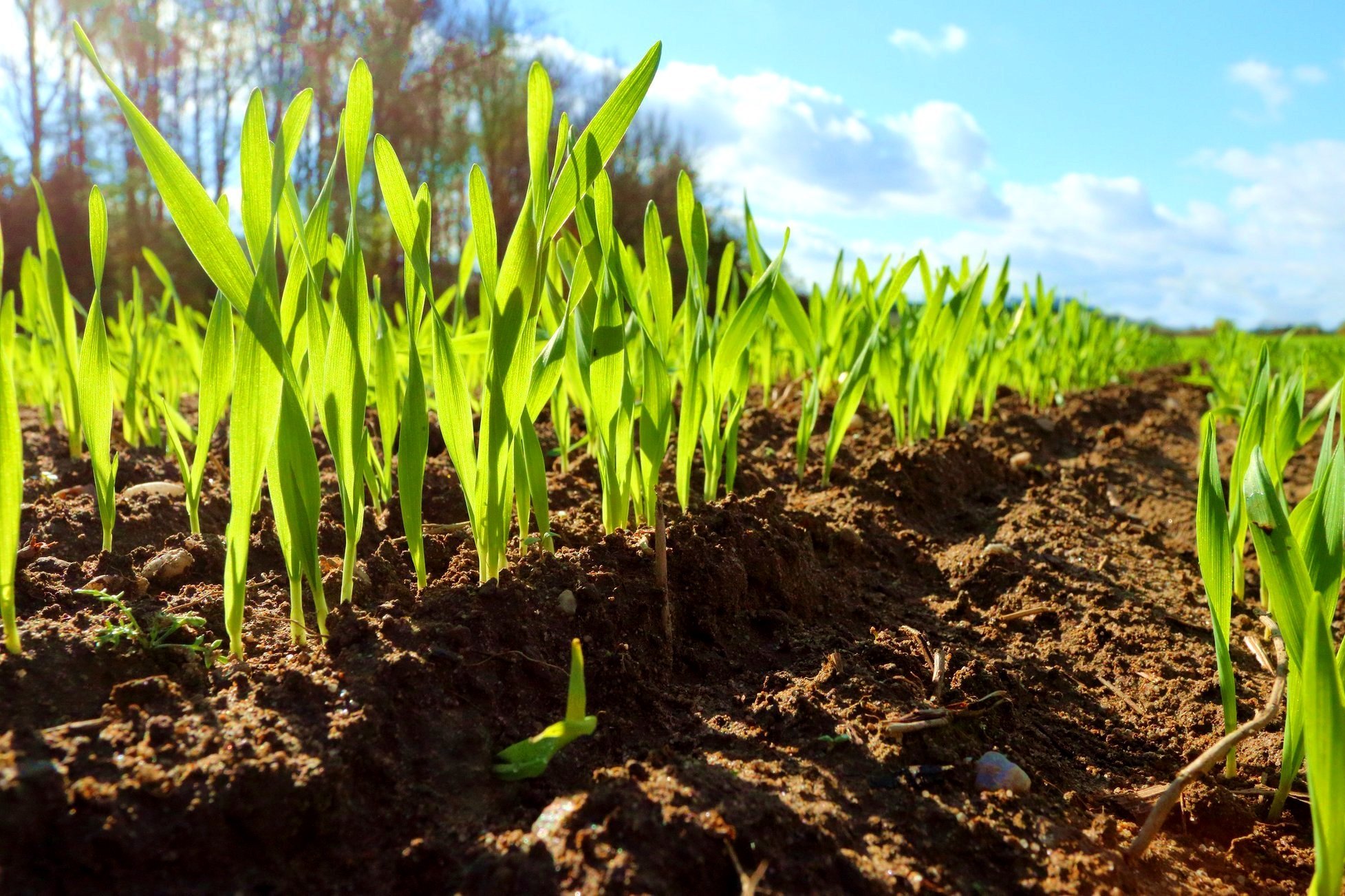 Рожь как сидерат осенью: подготовка почвы к богатому урожаю