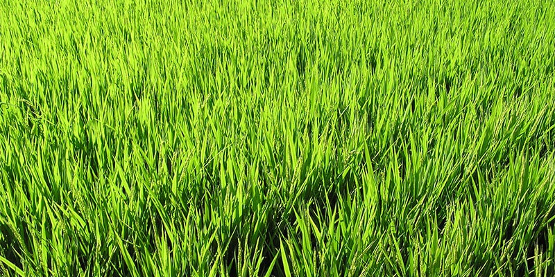 Рожь как сидерат: польза для почвы и урожая