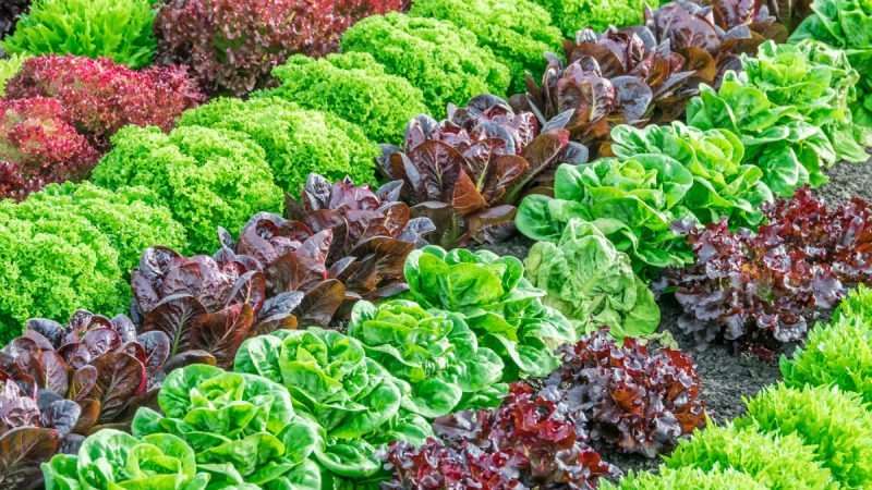 Салатный рай: выбираем лучшие сорта для вашего огорода