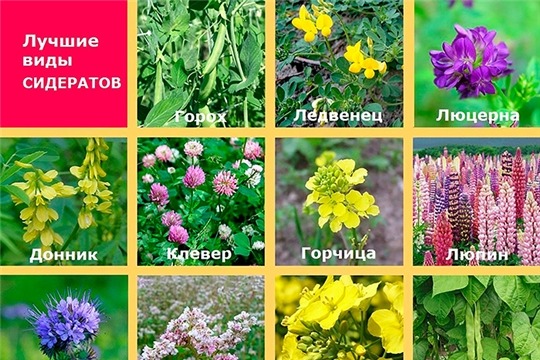 Сидераты для удобрения почвы