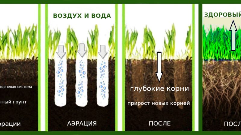 Создание идеального газона своими руками