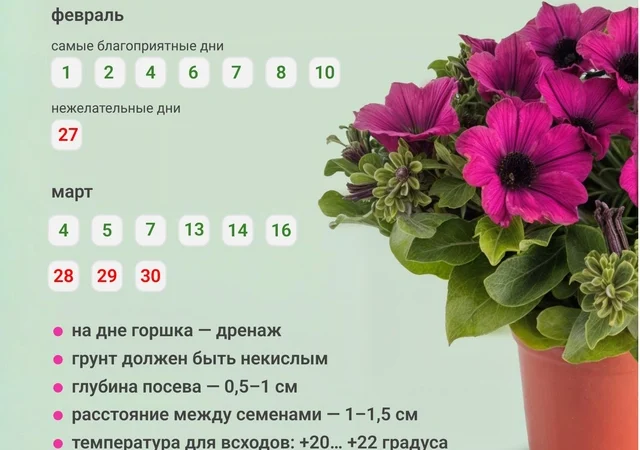 Сроки посадки петуний на рассаду: определяем оптимальное время для обильного цветения
