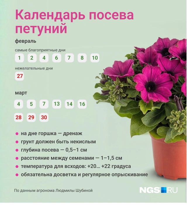 Сроки посадки петуний на рассаду: определяем оптимальное время для обильного цветения