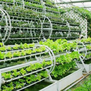 Технологии выращивания овощей: от традиционных методов к современным инновациям