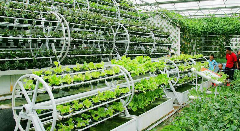 Технологии выращивания овощей: от традиционных методов к современным инновациям