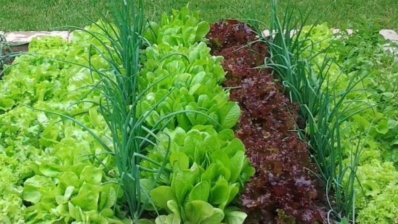 Технология выращивания овощей: от выбора места до сбора урожая