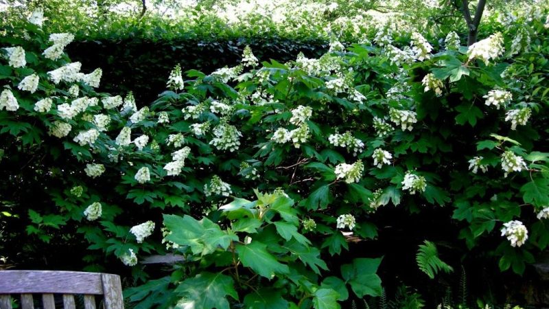 Тенелюбивые деревья и кустарники для дачи