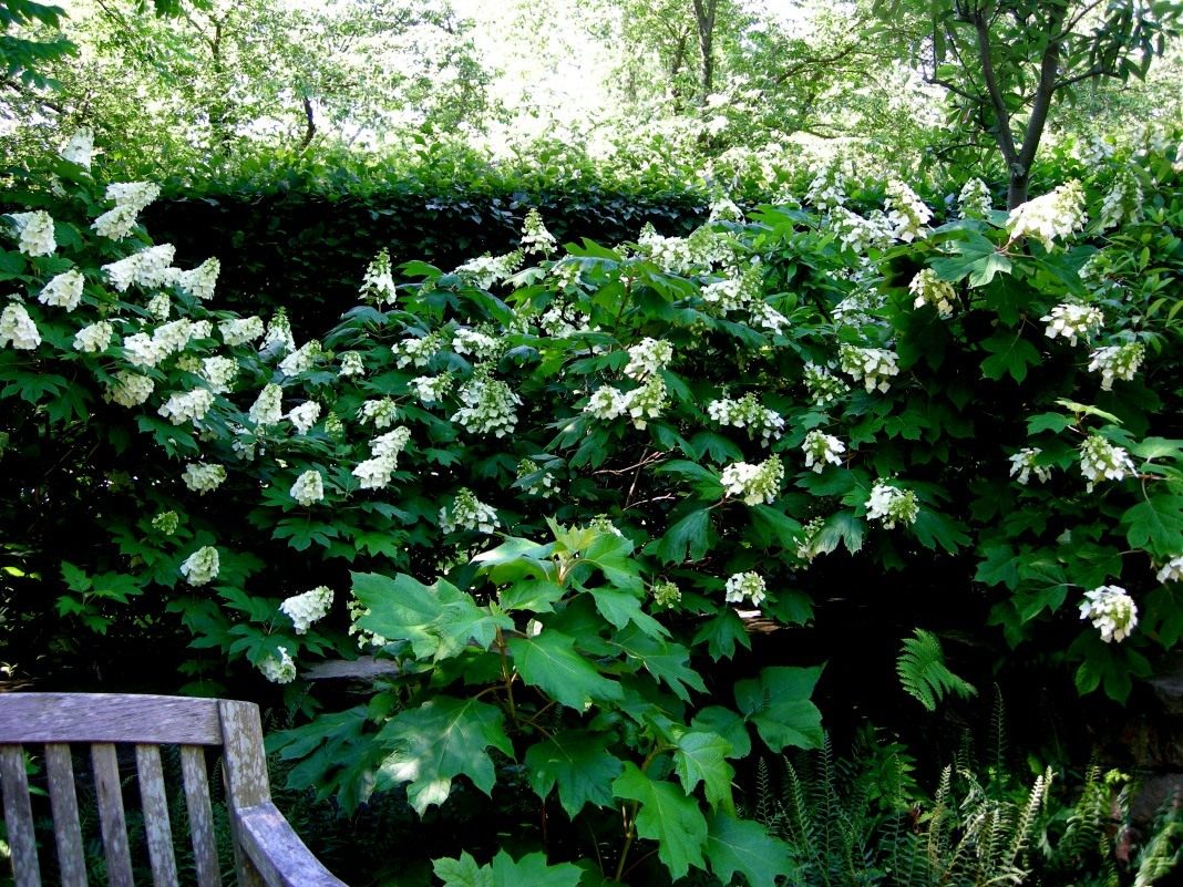 Тенелюбивые деревья и кустарники для дачи